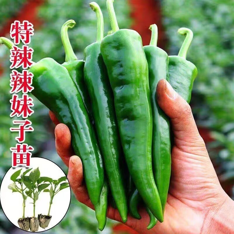 特辣辣椒苗 超辣辣妹辣椒苗100颗（带土发货）