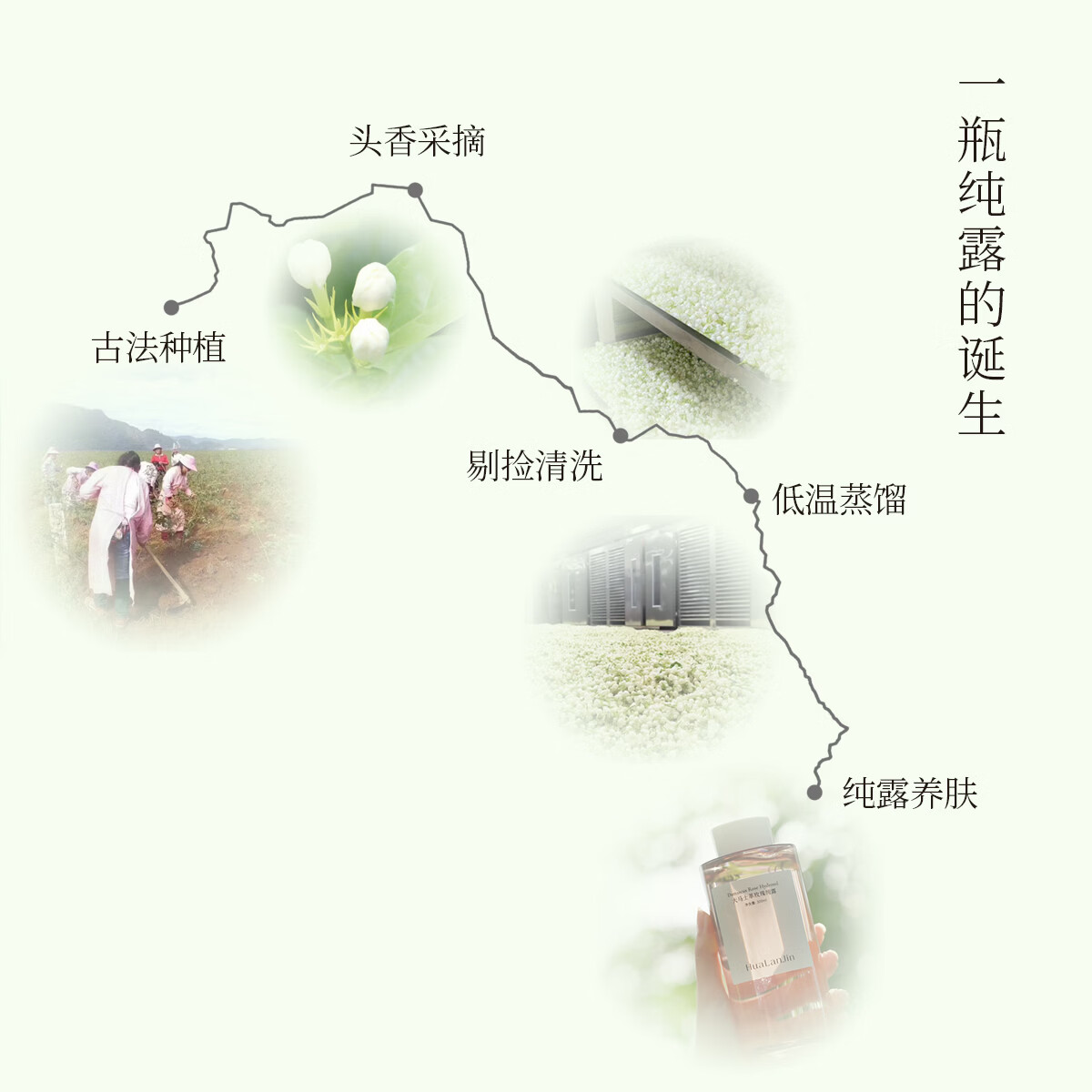 花兰槿茉莉花纯露