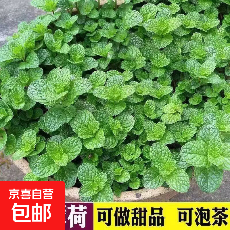 薄荷盆栽可食用留兰香薄荷苗驱蚊植物净化空气水培绿植耐寒好养 留兰香薄荷1盆带育苗盆 含盆