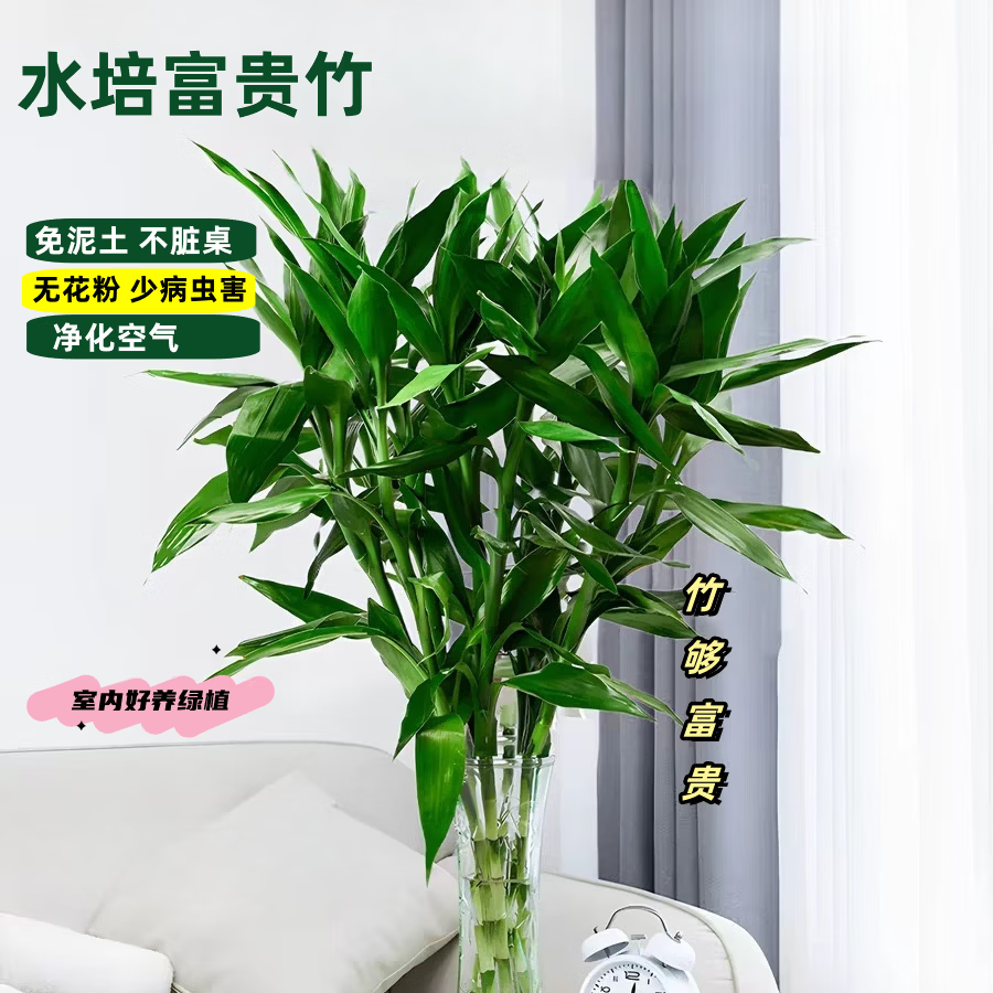 富贵竹水培植物室内招财绿植插瓶插花净化空气转运竹生活鲜花 富贵竹65cm10支 图 5