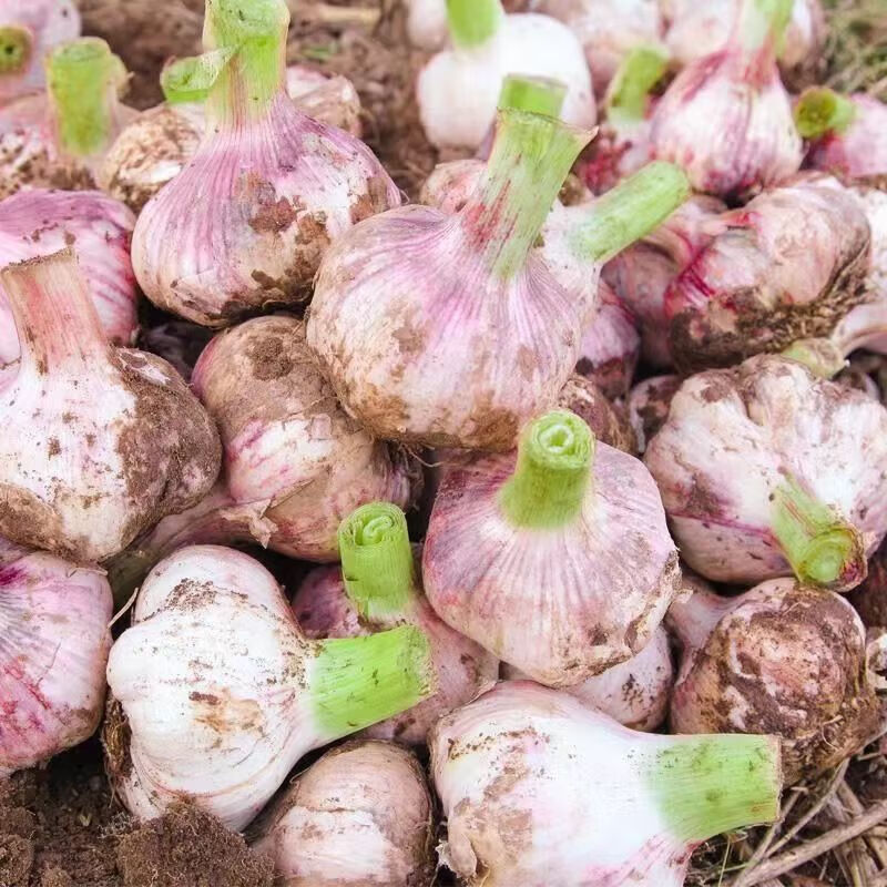 绿亚梦新鲜蒜新鲜大蒜现挖新鲜多瓣紫皮大蒜大蒜头湿蒜红皮鲜蒜腊八蒜 5斤中果 京东折扣/优惠券