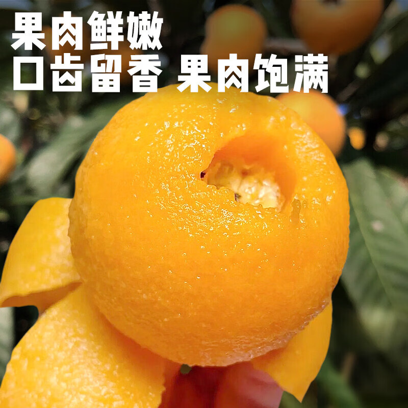 四川米易五星大枇杷水果礼盒高山现摘现发当季新鲜纯甜琵琶特大果 1.4斤礼箱装【90%品尝后选择5斤装】净重1斤  A+级商超果【单果20-30g】【JD顺丰多地次日达】