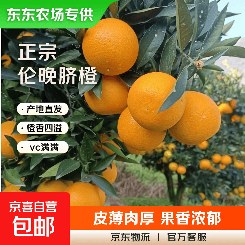 【东东农场专供】湖北秭归伦晚脐橙春橙水果 伦晚橙净重4.5斤装中果彩箱70-75mm