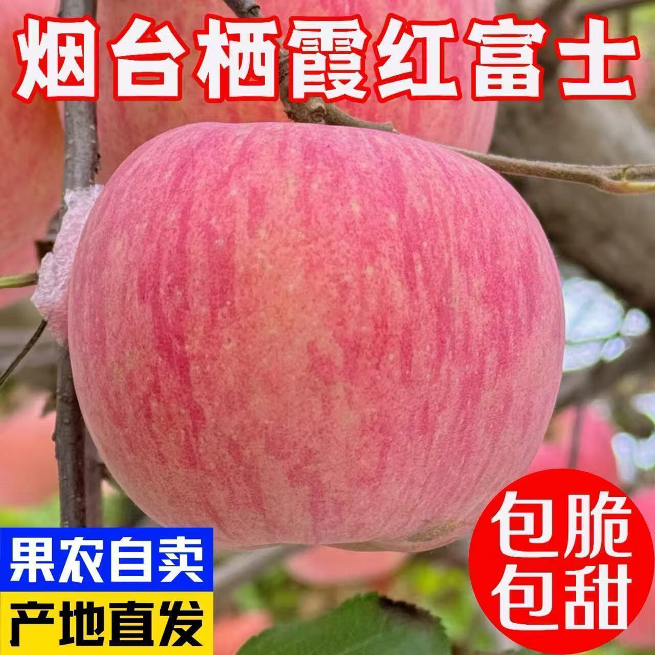 正宗山东烟台红富士苹果脆甜栖霞新鲜苹果水果生鲜批发一整箱 5斤大果7-9个（80-85mm）