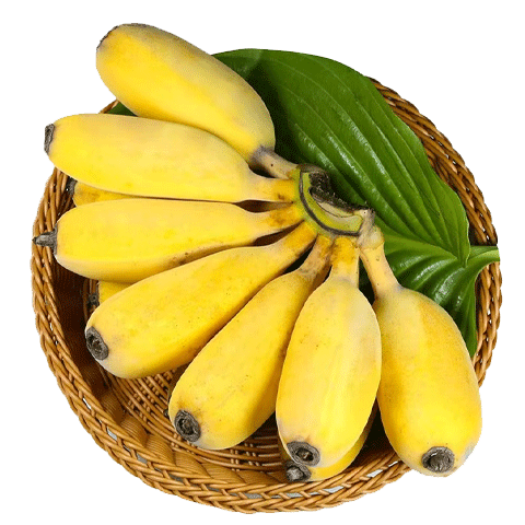 京鲜生广东苹果蕉净重4.5斤装  生鲜水果小米蕉 源头直发