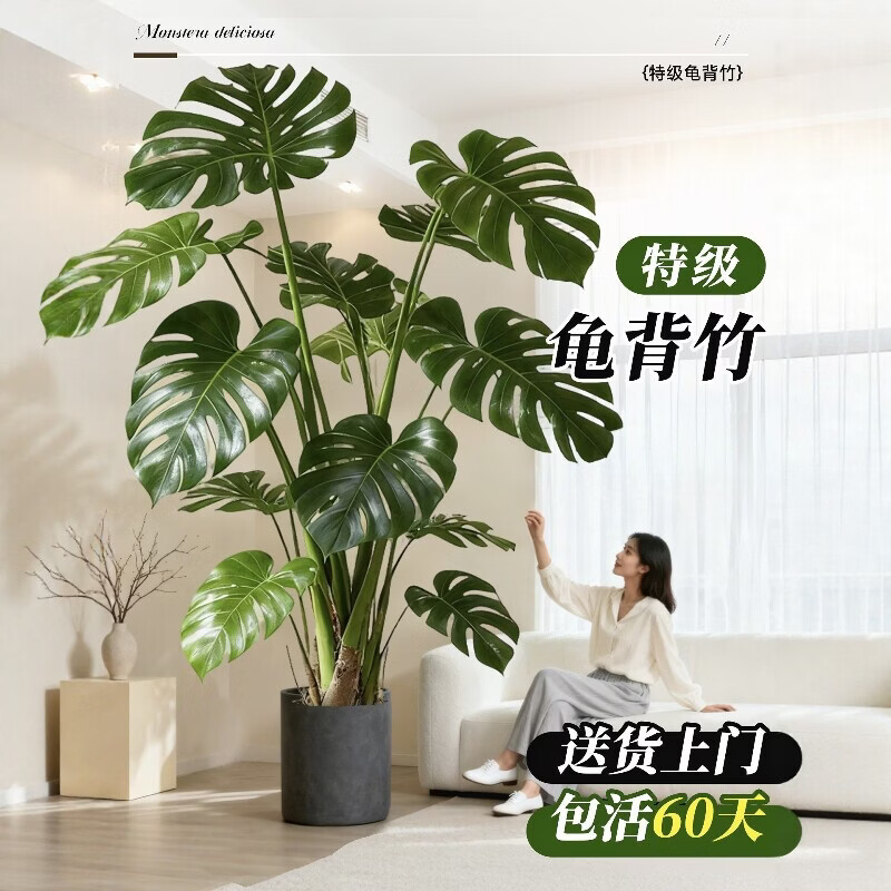 雅致龟背竹客厅大盆栽大叶开背老桩高级感绿植物办公室内好养落地盆景 精品S级龟背竹100-120cm【白色菱形盆】 京东折扣/优惠券