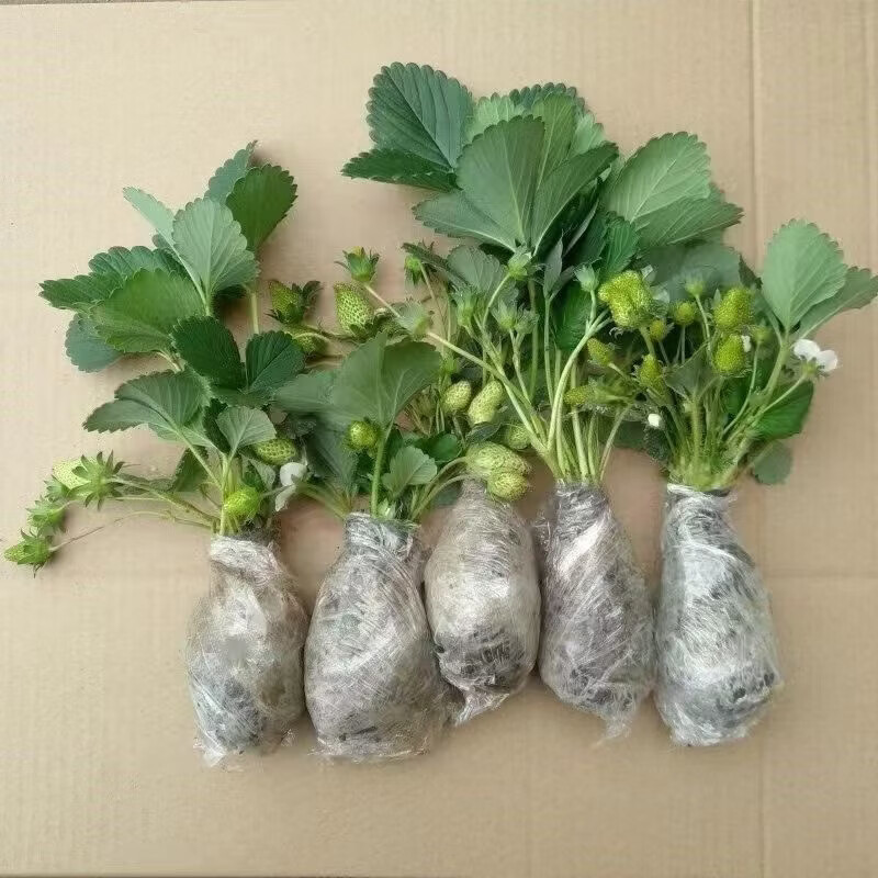 清洁Yyn 四季奶油大草莓(高产苗) 5颗装