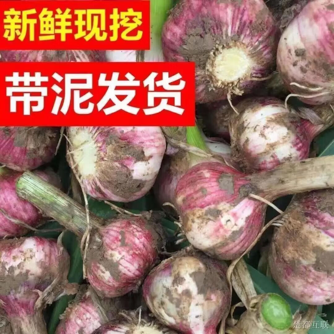 绿亚梦新鲜蒜新鲜大蒜现挖新鲜多瓣紫皮大蒜大蒜头湿蒜红皮鲜蒜腊八蒜 5斤中果