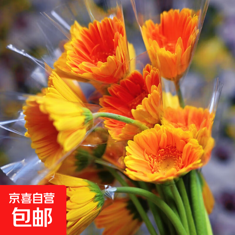 弗朗花非洲菊鲜切花水养鲜花插花搭配云南基地直发 随机色非洲菊1扎(15+5枝防损耗)