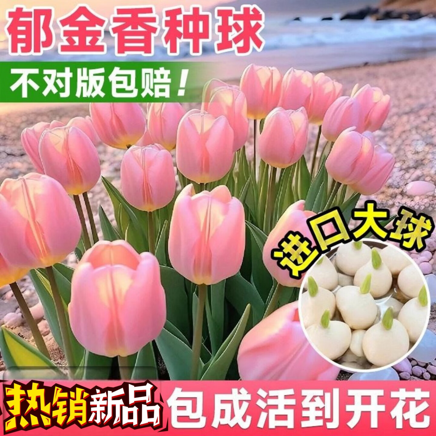 呆果丁进口郁金香种球盆栽带花苞水培植物室内花卉五5度大球风信子耐寒 混色【荷兰3大球】+营养液+生根