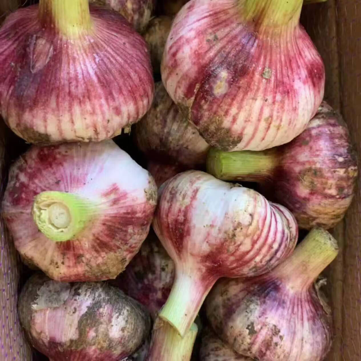 绿亚梦新鲜蒜新鲜大蒜现挖新鲜多瓣紫皮大蒜大蒜头湿蒜红皮鲜蒜腊八蒜 5斤中果
