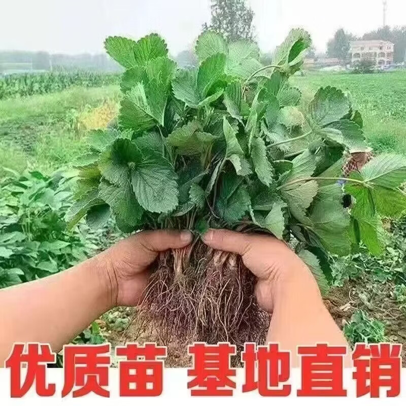 清洁Yyn 四季奶油大草莓(高产苗) 5颗装