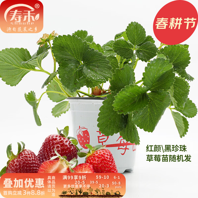 寿禾草莓苗带土发货大苗寿光大型苗场四季带盆栽好春夏季批发奶油秧苗 【带土带盆补贴款】草莓苗1盆