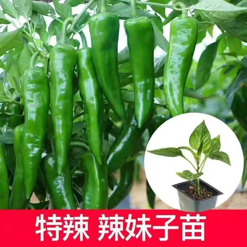 特辣辣椒苗 超辣辣妹辣椒苗100颗（带土发货）