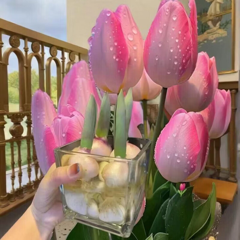 清洁JTTA 郁金香种球水培 混色8颗装盆栽