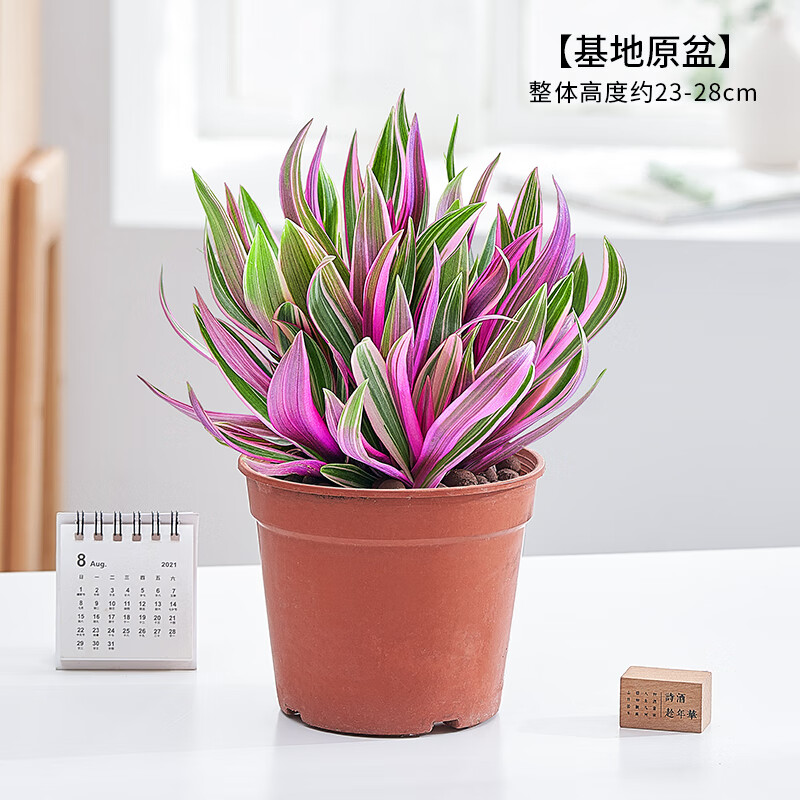 墨薰槿禄植盆栽花草植物室内四季好养客厅家里适合养的绿植家庭紫 紫