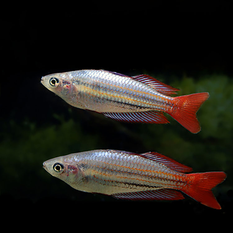 ajaj石美人热带鱼红苹果红尾黄金美人鸽子蓝电光彩虹刚果美人鱼活体鱼