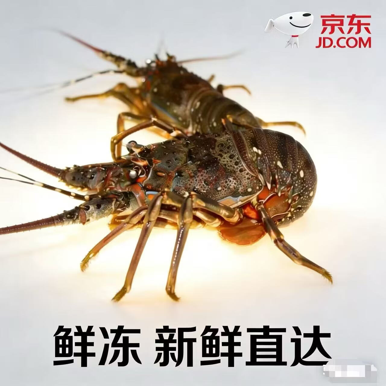 鲜爽集新鲜大龙虾生鲜大花龙 海鲜水产青龙虾红龙虾 小青龙约200g-250g/只1只装活冻