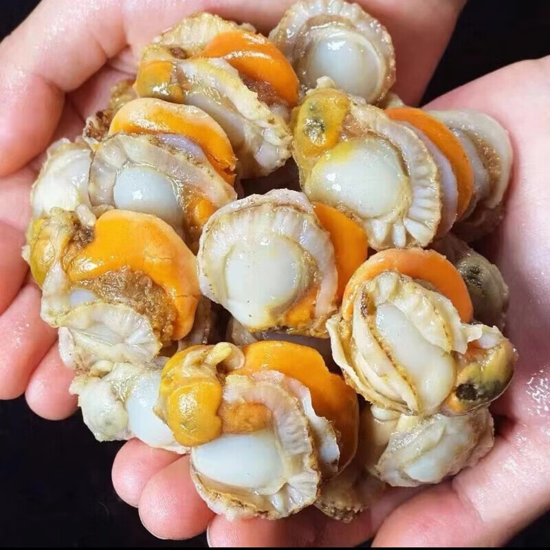 十里馋【新货上市】特大号扇贝肉纯野生海捕新鲜扇贝肉部分带黄冷冻海鲜 扇贝肉大号40-60规格 【500g】