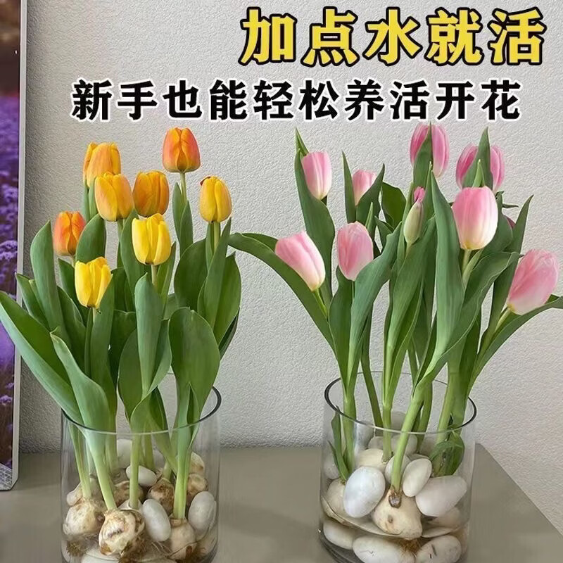 清洁YANG 郁金香种球水培 混色4颗+营养液+水培塑料盆+定值篮