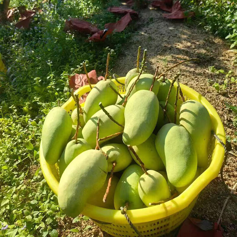 芒果 海南三亚金煌芒 个大肉厚香甜 大青芒 当季热带水果礼盒装 8斤礼盒装