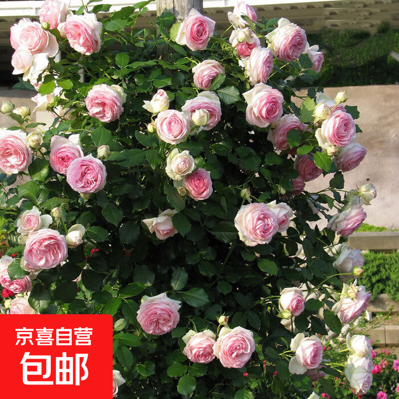 【云南】昆明玫瑰花苗老桩当年开花大花浓香月季老根花卉绿植盆栽 56粉龙（老桩爬藤苗四季开花）