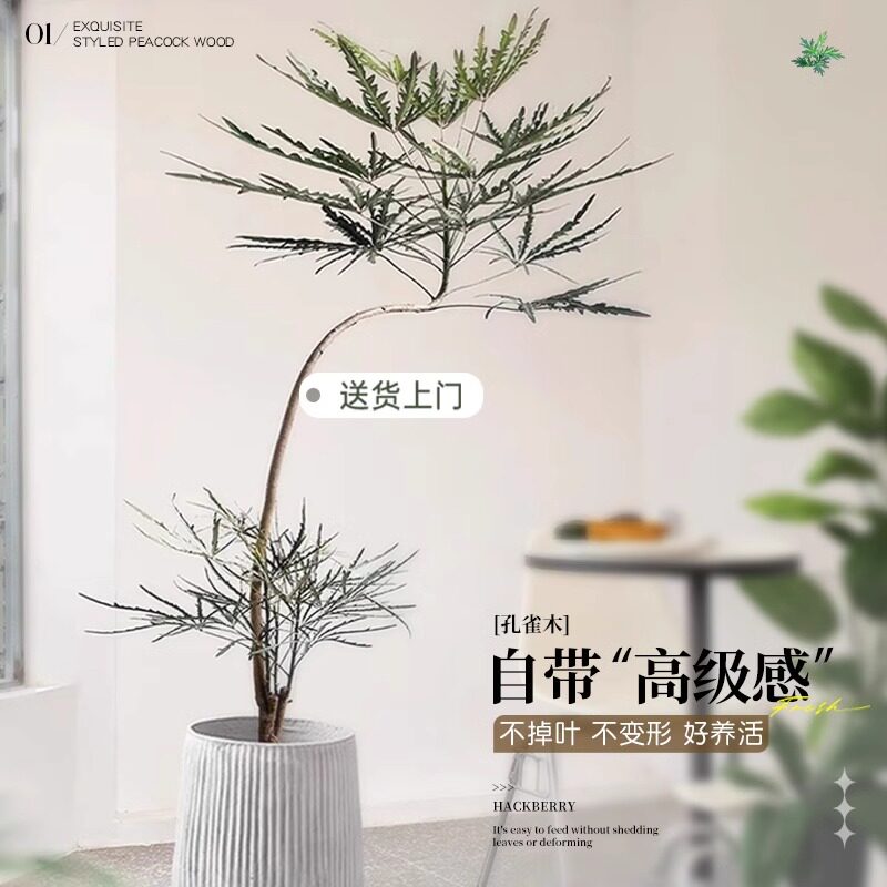 雅致孔雀木绿植室内大型盆栽客厅办公室网红观叶植物落地大号四季好养 精品飘枝孔雀木1.7-1.9米【白色仿直筒树脂盆】