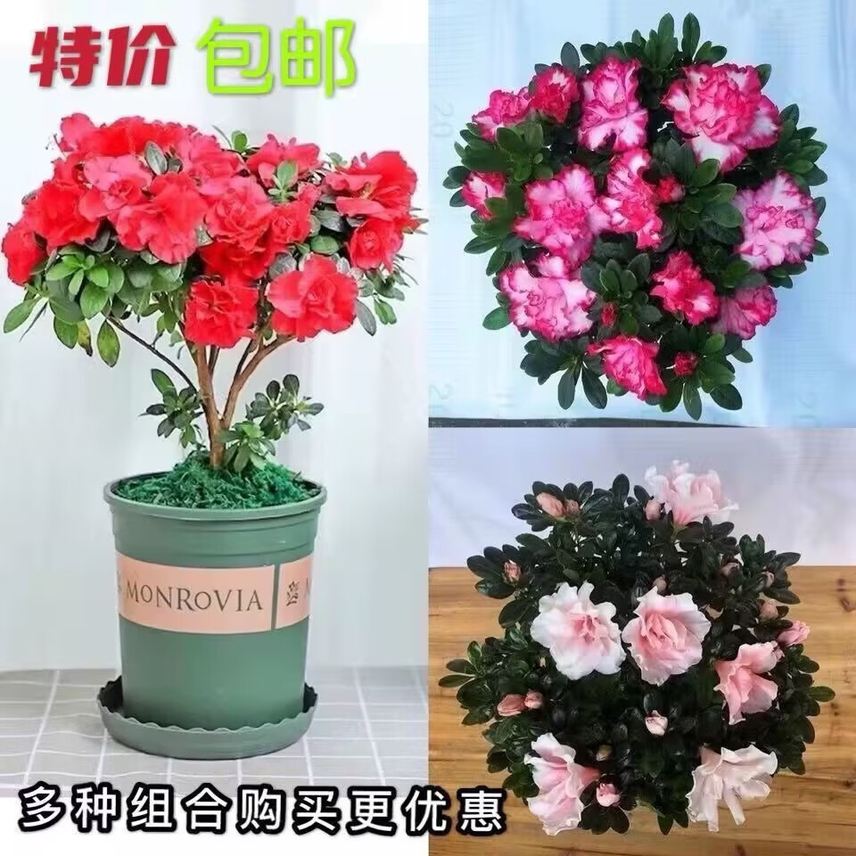 杜鹃花盆栽带花苞发老桩大棵四季开花植物室内外阳台好养易活花卉 一盆