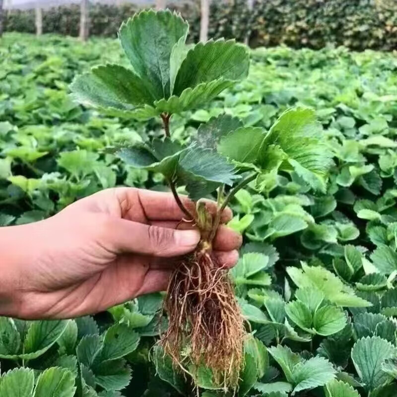 清洁Yyn 四季奶油大草莓(高产苗) 5颗装