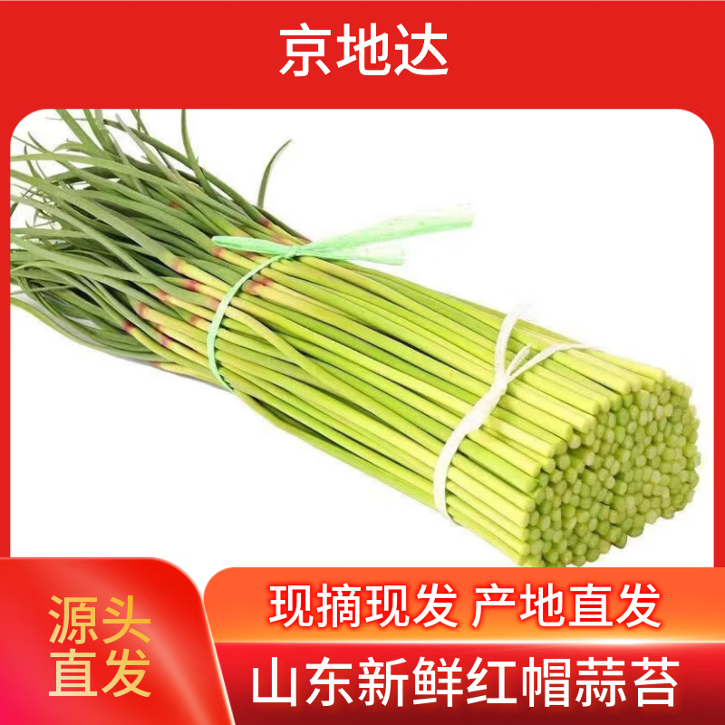 京地达山东新鲜蒜苔净重2斤长约35cm+ 新鲜蔬菜 鲜嫩蒜苔 源头直发包邮