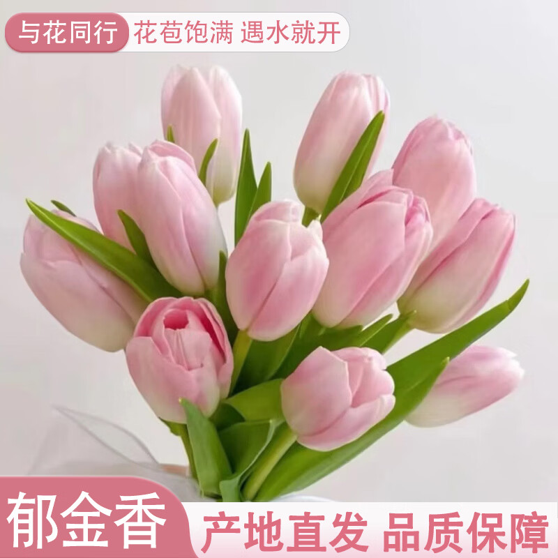 与花同行斗南鲜花基地直发郁金香水养鲜切花办公室室内家居送礼鲜花花束 【10枝】随机单色郁金香 （长度23-27cm）下单联系客服领取养护