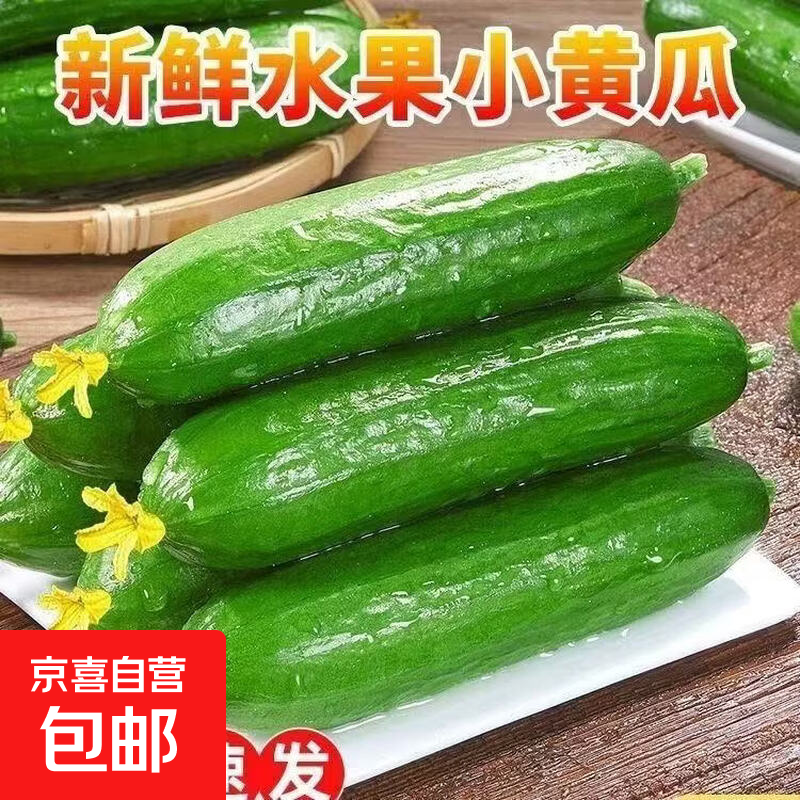现摘水果小黄瓜5斤新鲜黄瓜甜脆小青瓜荷兰蔬菜农家自生吃包邮 精选水果黄瓜   带箱 5斤 （净重4.5斤）