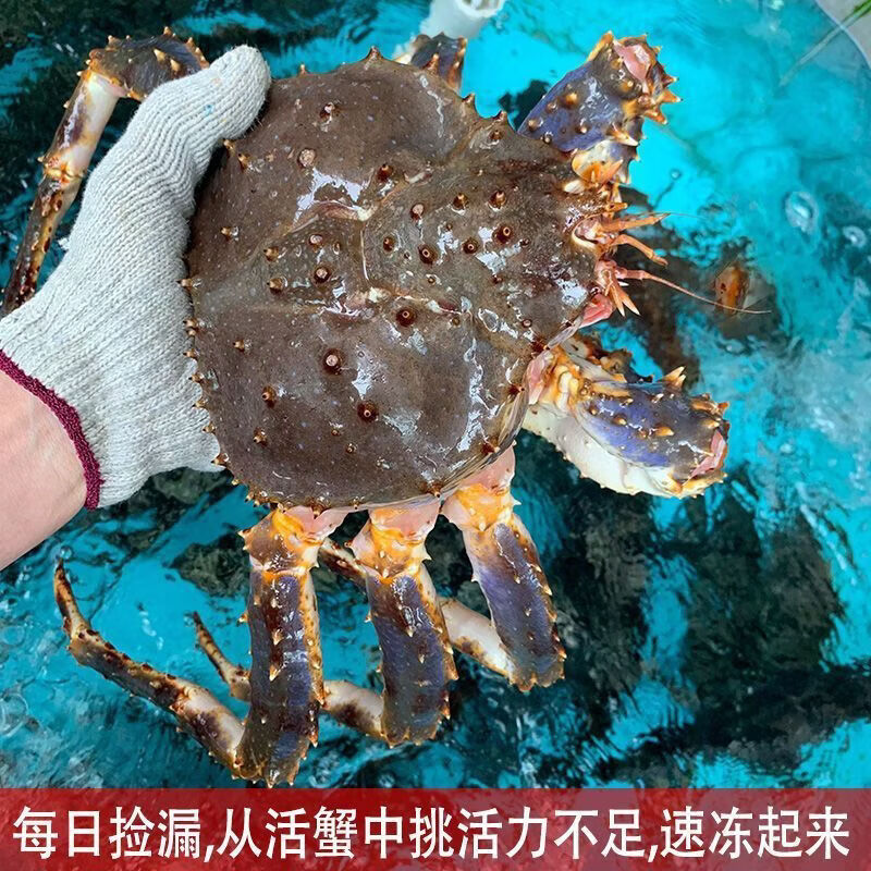速冻蟹俄罗斯进口海鲜水产帝皇蟹超特大冰鲜长腿大螃蟹长脚蟹 非净重含冰衣20%