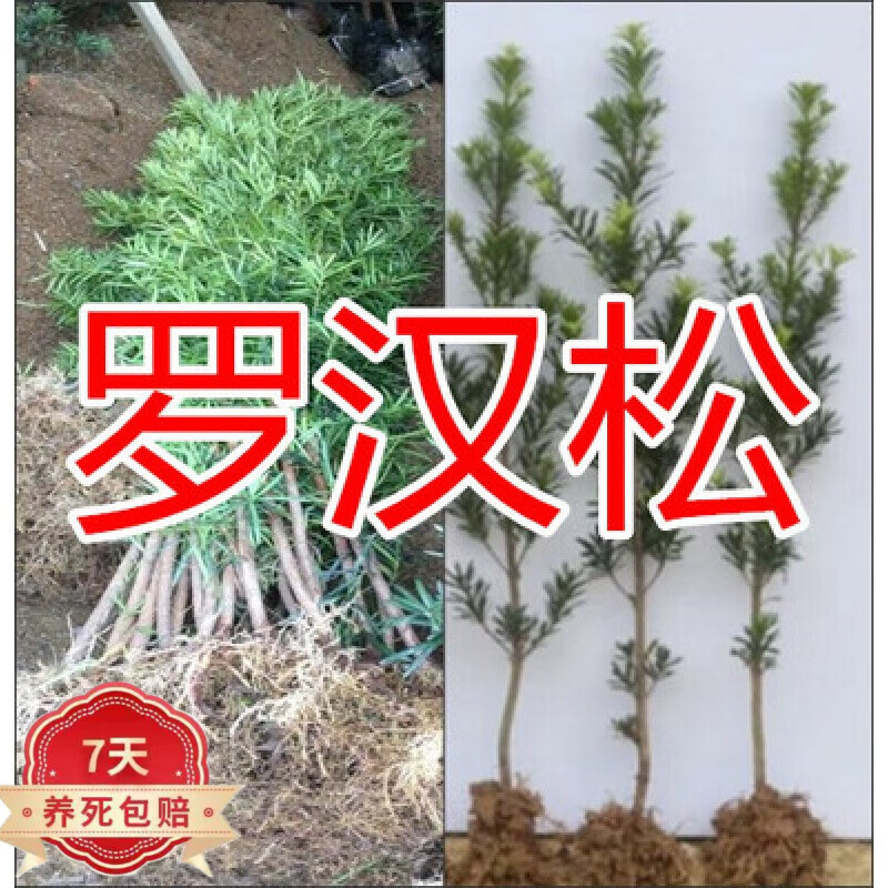 购优汇罗汉松 罗汉松树苗珍珠米叶小叶中叶雀舌苗大树老桩盆栽盆景