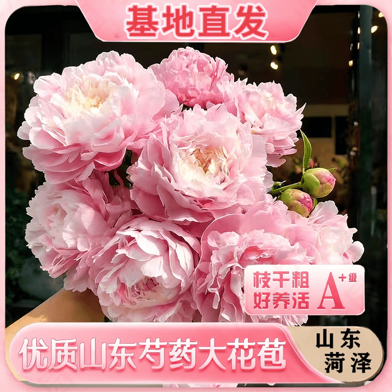 【山东】重瓣芍药水养鲜花山东芍药鲜切花落日珊瑚莎拉鲜花芍药 S级国产重瓣芍药-粉色系5支