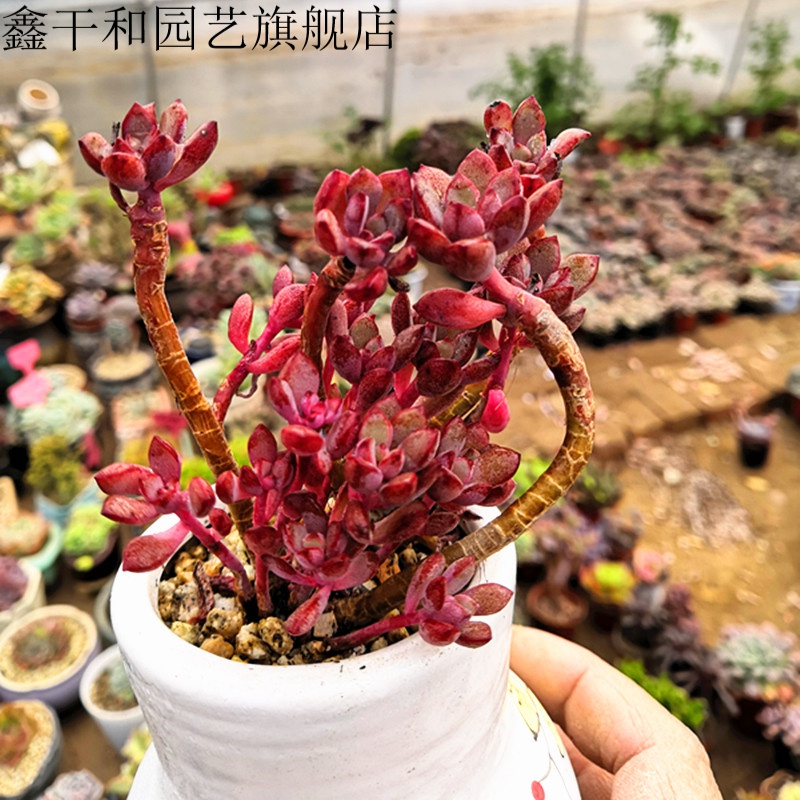 唐印巨型多肉植物大棵肉肉红色系肉肉央金多头新款紫梦红曼莲盆栽