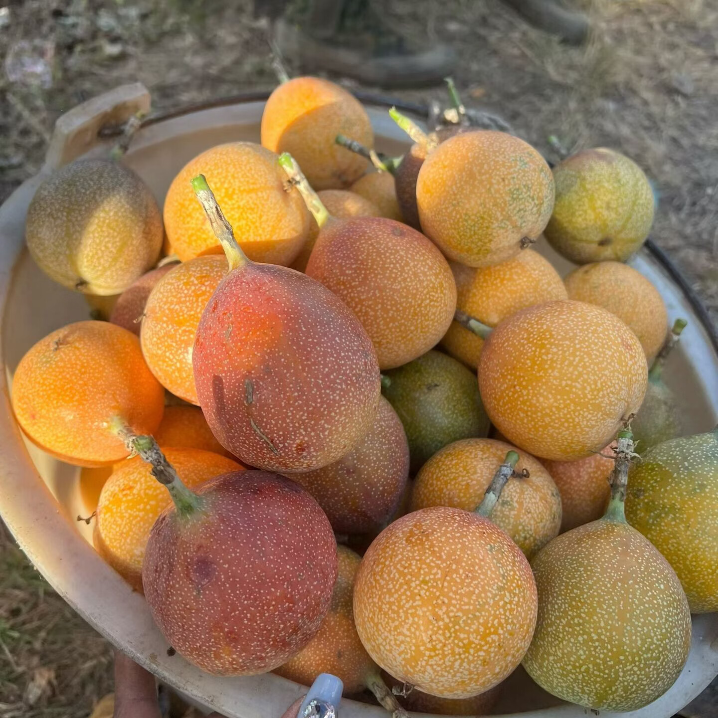 西双版纳热情果新鲜采摘水果纯甜无酸 5斤精品果 70-120克以上