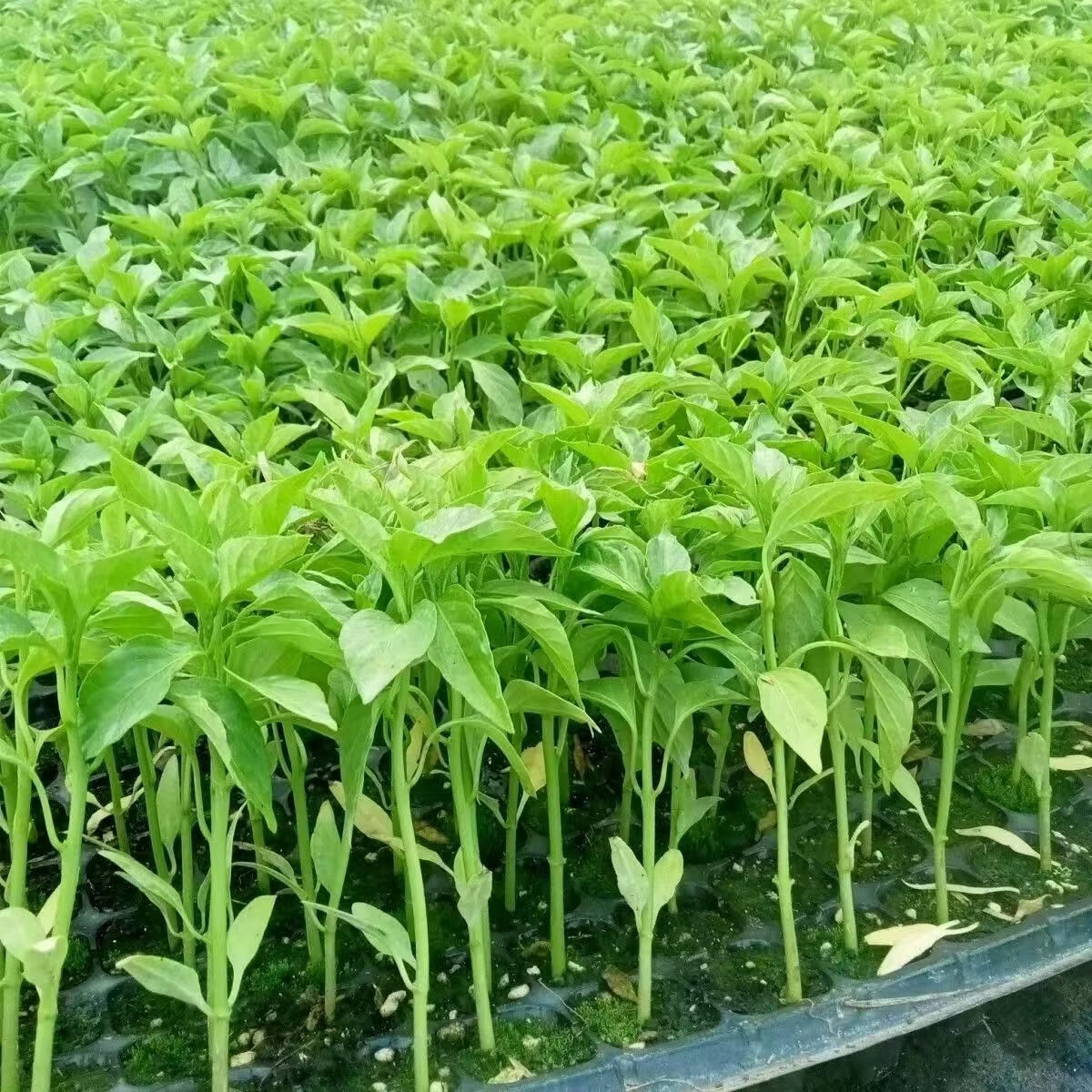 螺丝椒苗 香辣特大辣椒种籽螺丝椒薄皮蔬菜苗秧孑- 螺丝椒苗100颗【带土发货】