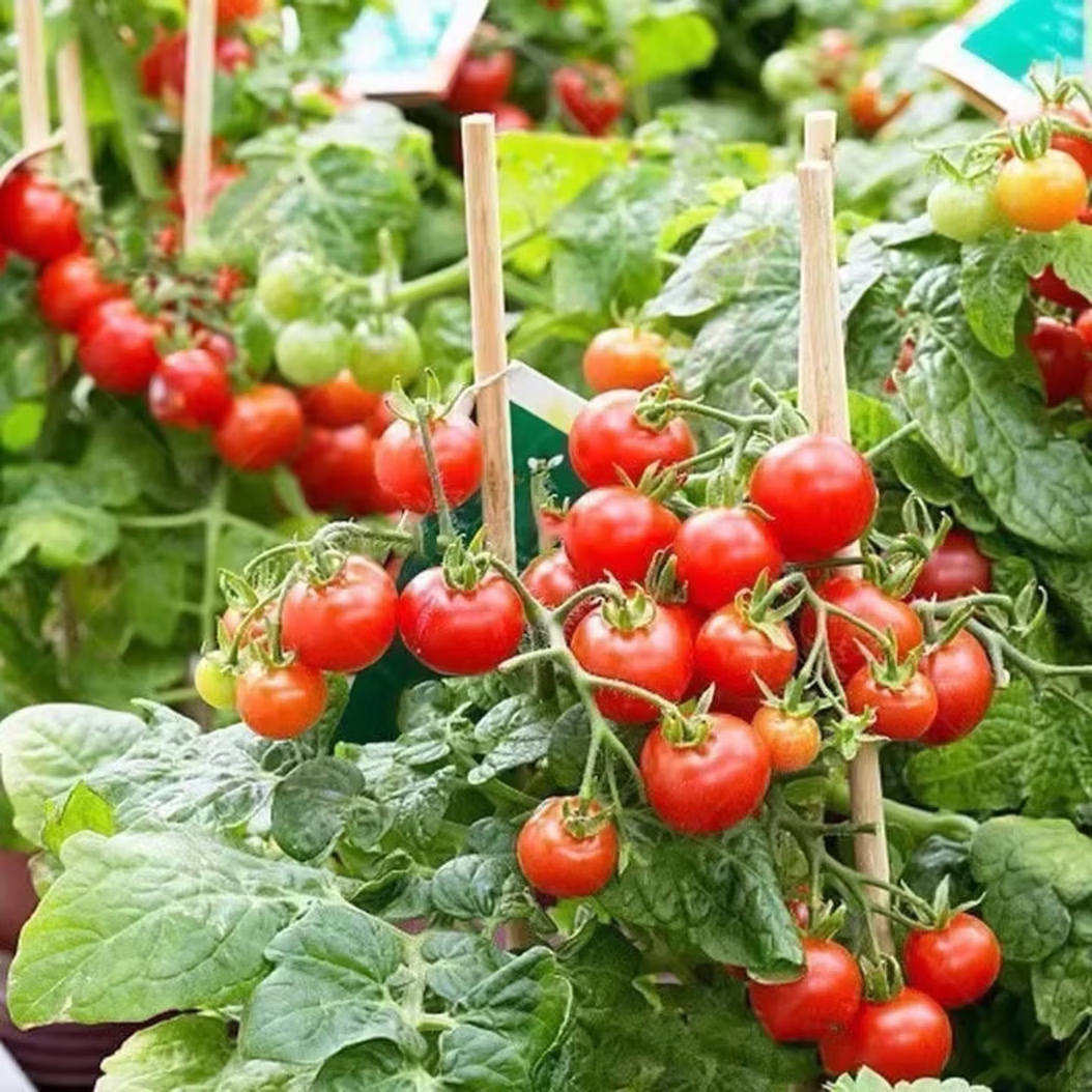 四季小番茄种子西红柿樱桃圣女果籽种庭院阳台盆栽水果种子 两包种子+肥料