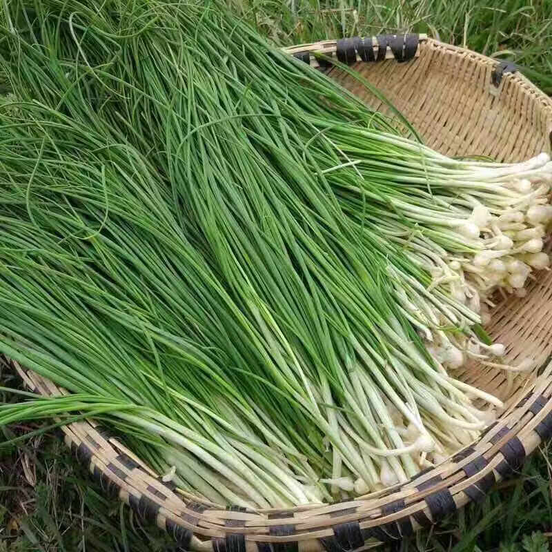 正宗野生野葱 新鲜采摘 山野菜小根葱 农家自采生鲜蔬菜 1500g