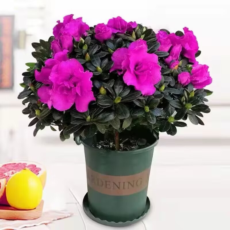 杜鹃花盆栽带花苞发老桩大棵四季开花植物室内外阳台好养易活花卉 一盆