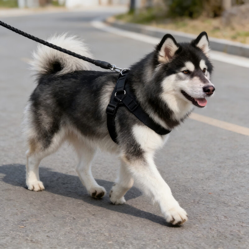 斯派科狗狗牵引绳套装遛狗栓狗绳子胸背项圈整套柯基大型犬金毛防爆冲绳 黑色三件套|绳长2米+项圈+胸背 M-【8-18斤】