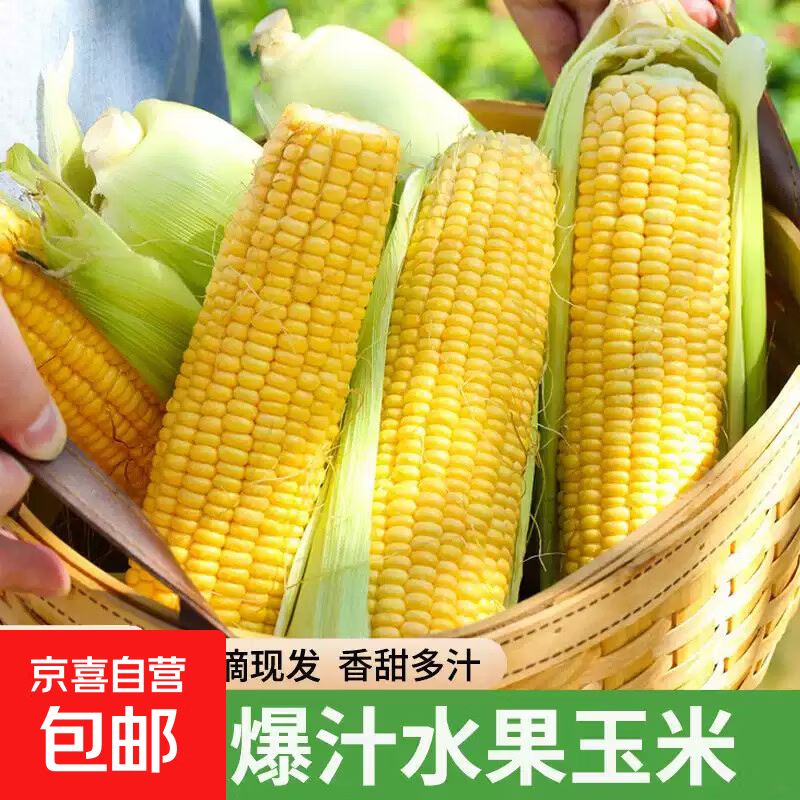 新鲜脆甜 水果甜玉米  低脂粗粮代餐   源头直发  【单果450g+】 【精选水果玉米】4.5-5斤