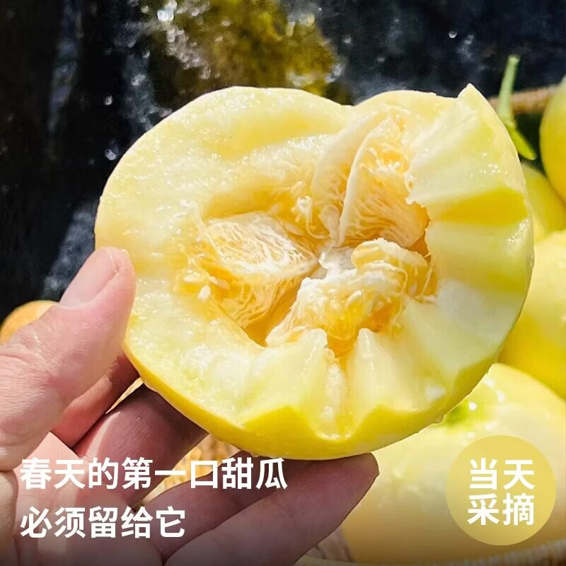 机林有果正宗山东小蜜蜂甜瓜星甜20蜜罐甜瓜新鲜水果香瓜脆黄金瓜爆甜大果 净重3斤中果【单果150-200g】