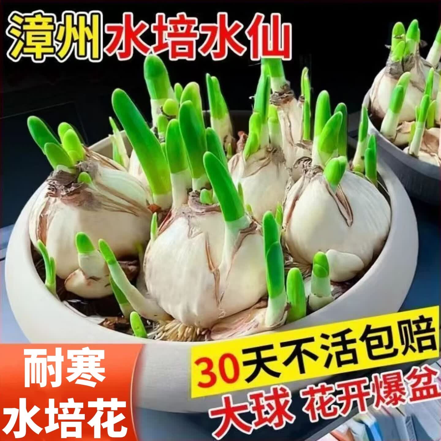 呆果丁漳州水仙花种球种子特级水养花卉球根大球室内外冬季水培植物盆栽 漳州水仙花6球+营养液【周长18-22】