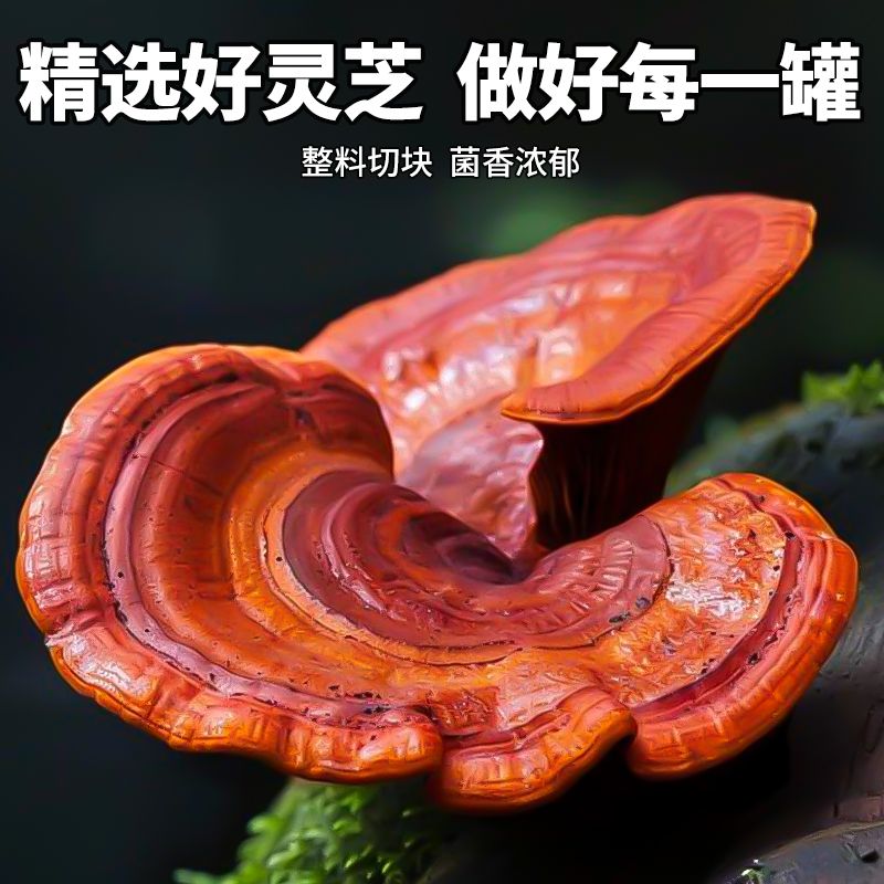 养庆堂西洋参灵芝菊花决明子茶225g枸杞红枣熬夜降火益肝茶养生茶 好事成双送礼袋 225g*2盒 送礼袋30罐 无规格