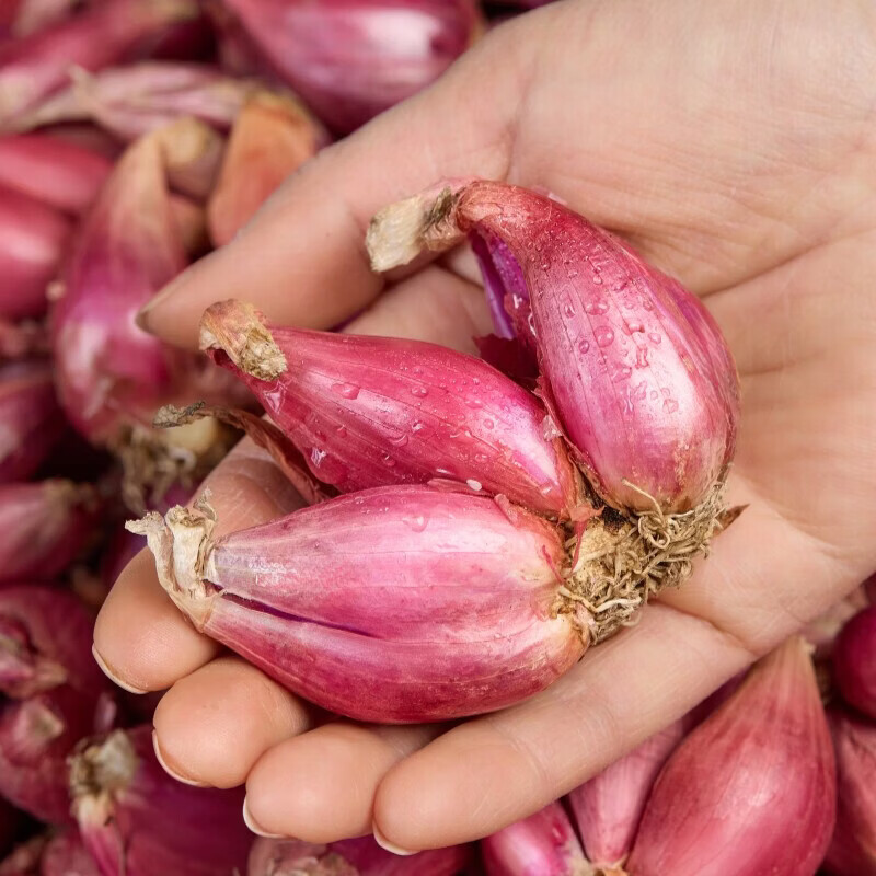 北森南屿四季小香葱种头四川葱种葱种子种籽小葱头红葱本地火葱头种批发 3斤