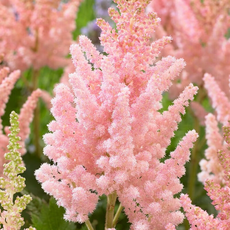 左家花园 切花盆栽落新妇种球带芽裸根苗 多年生球根花苗阳台花卉耐阴宿根 幻想地狱 2-3芽 株高约70-80cm 其他