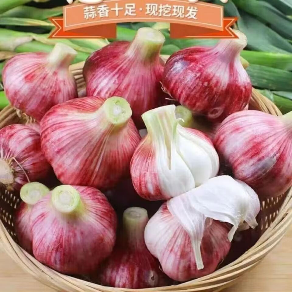 绿亚梦新鲜蒜新鲜大蒜现挖新鲜多瓣紫皮大蒜大蒜头湿蒜红皮鲜蒜腊八蒜 5斤中果