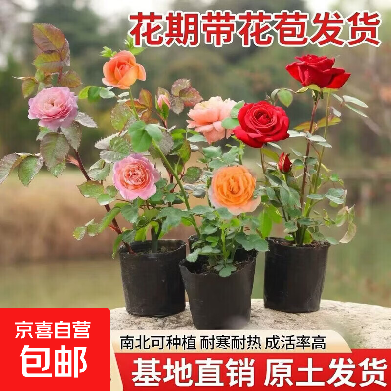 小苗月季花苗玫瑰果汁阳台开花绿植室内盆栽多季好养花卉爬藤藤本 彩虹果汁【多季开花】灌木